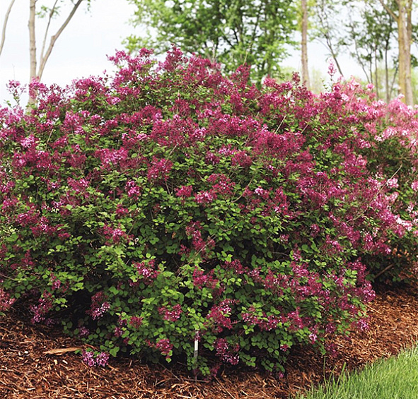 Сирень Блумеранг 'Пинк Парфюм' (розовая)